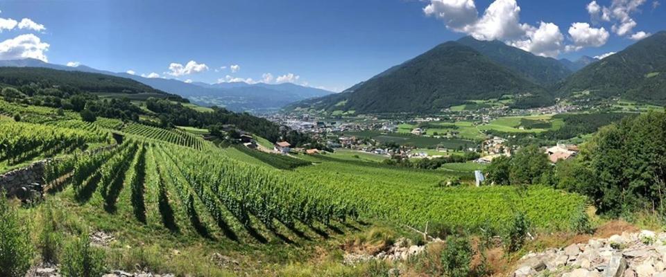 a vineyard in a valley with mountains in the background at BUEHLERHOF Agriturismo, Obst-&Weingut, Urlaub mit Hund, Pferde, Bauernhof, Brixen in Rosa