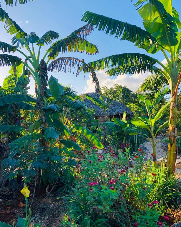 Ein Garten an der Unterkunft GuaiGüí Bayahibe