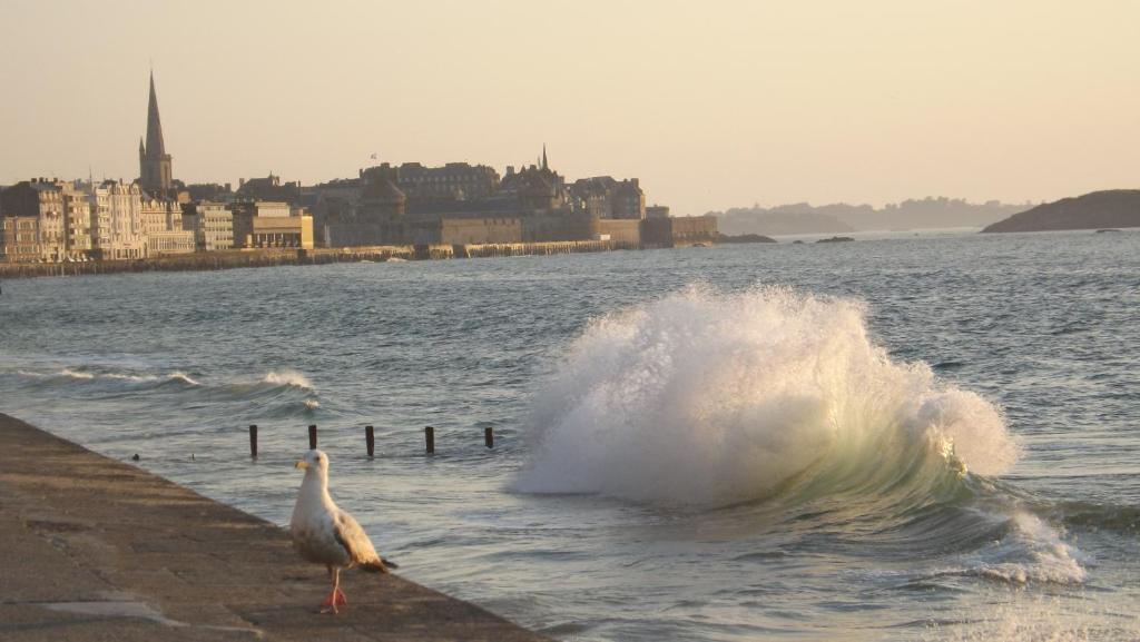 um pássaro parado num cais com uma onda na água em Appartement T2 ,parking privé,terrasse, 10 mns à pieds de la cité corsaire et ses plages em Saint Malo