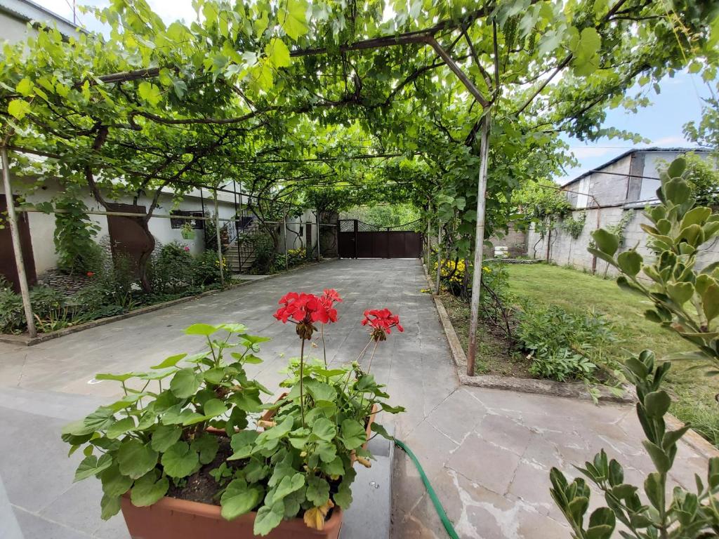 a garden with two red flowers in pots at Olimpo Guest House in Akhaltsikhe