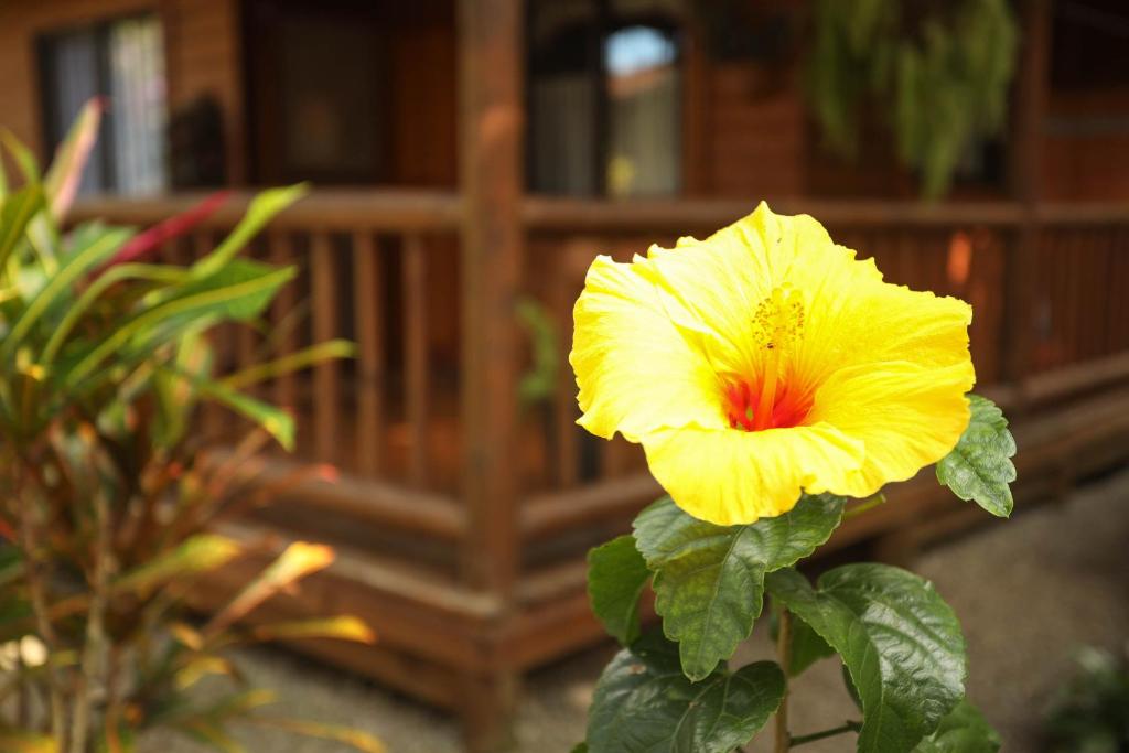 Zahrada ubytování Casa Marcellino Lodge