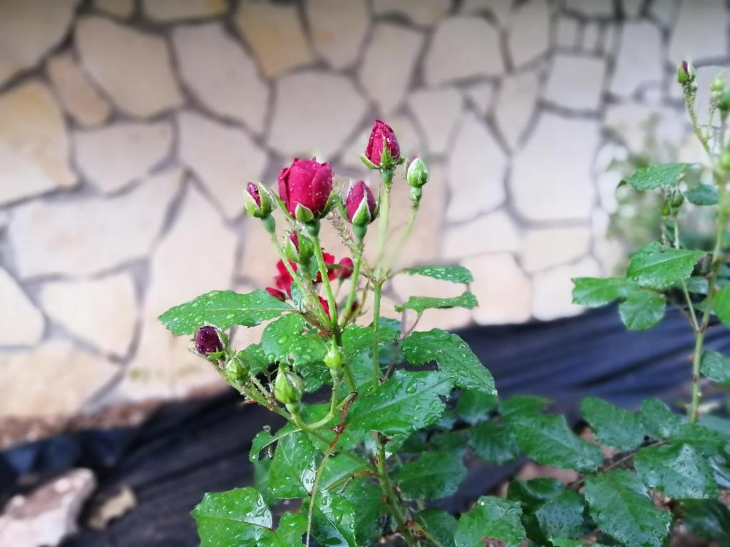 Gallery image of Apartments Tamara in Sukošan
