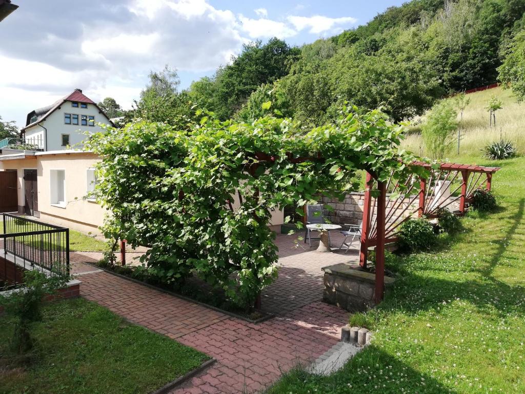 einen Garten mit einem großen Baum im Hof in der Unterkunft Ferienhaus Gänseblümchen in Königstein an der Elbe