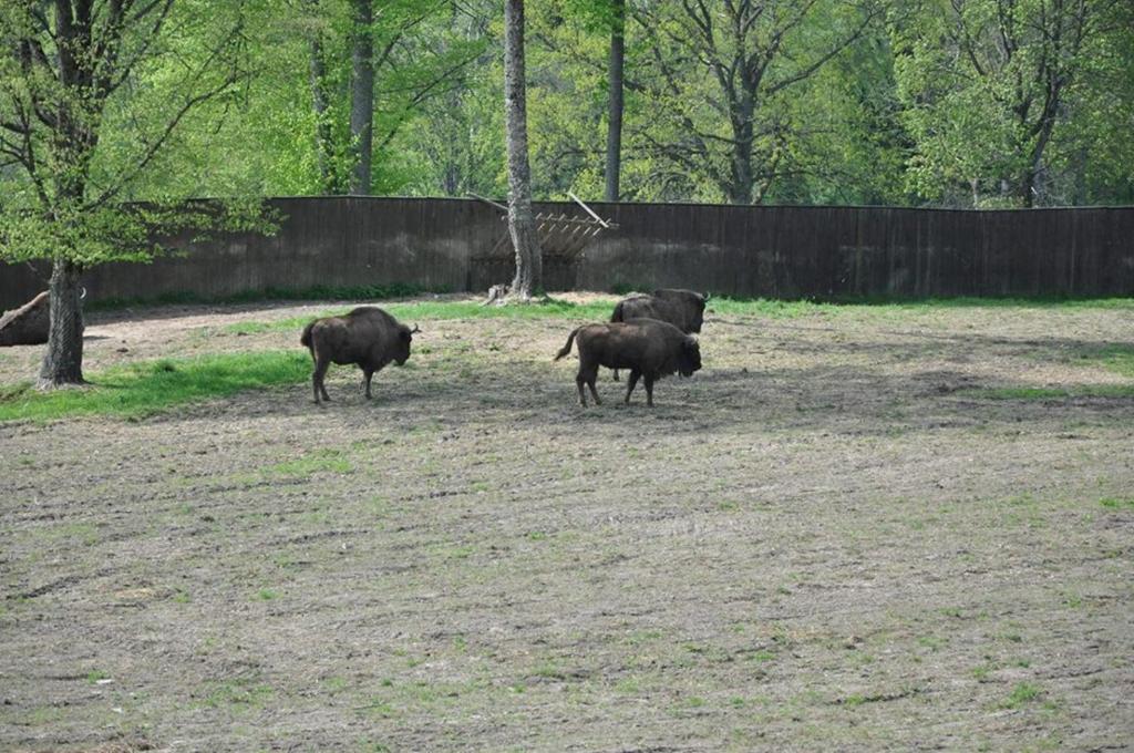 Zvieratá na farme alebo blízkom okolí