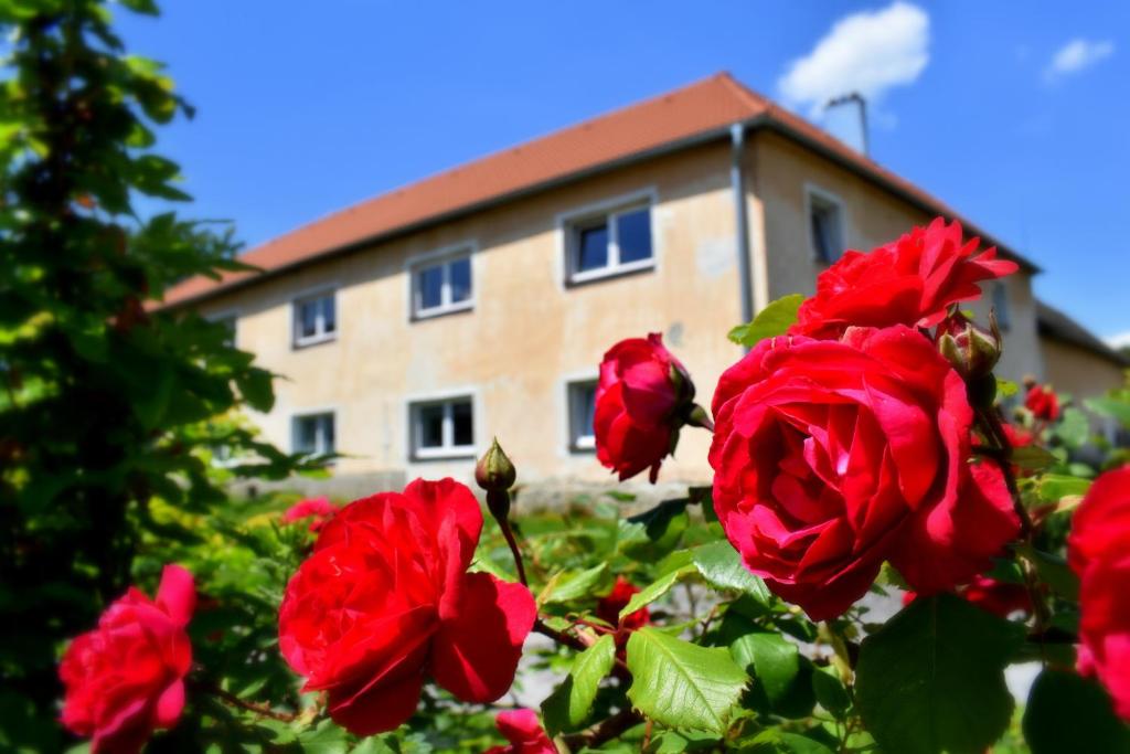 un grupo de rosas rojas delante de una casa en PENSION NA BORŮVKOVÉM VRŠKU en Bujanov
