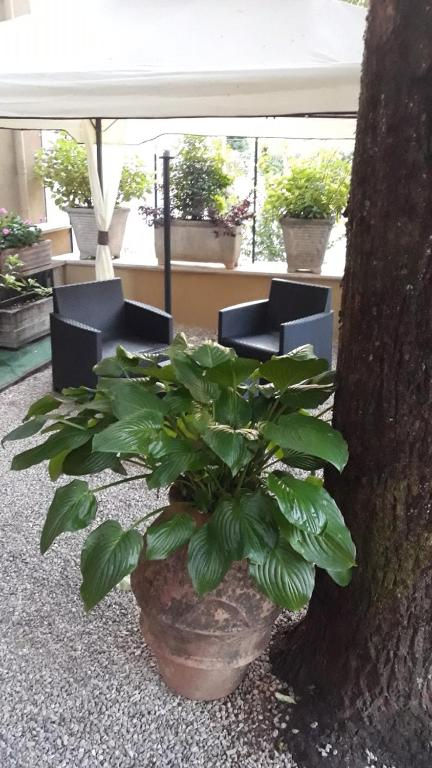 Zahrada ubytování Hotel Delle Ortensie