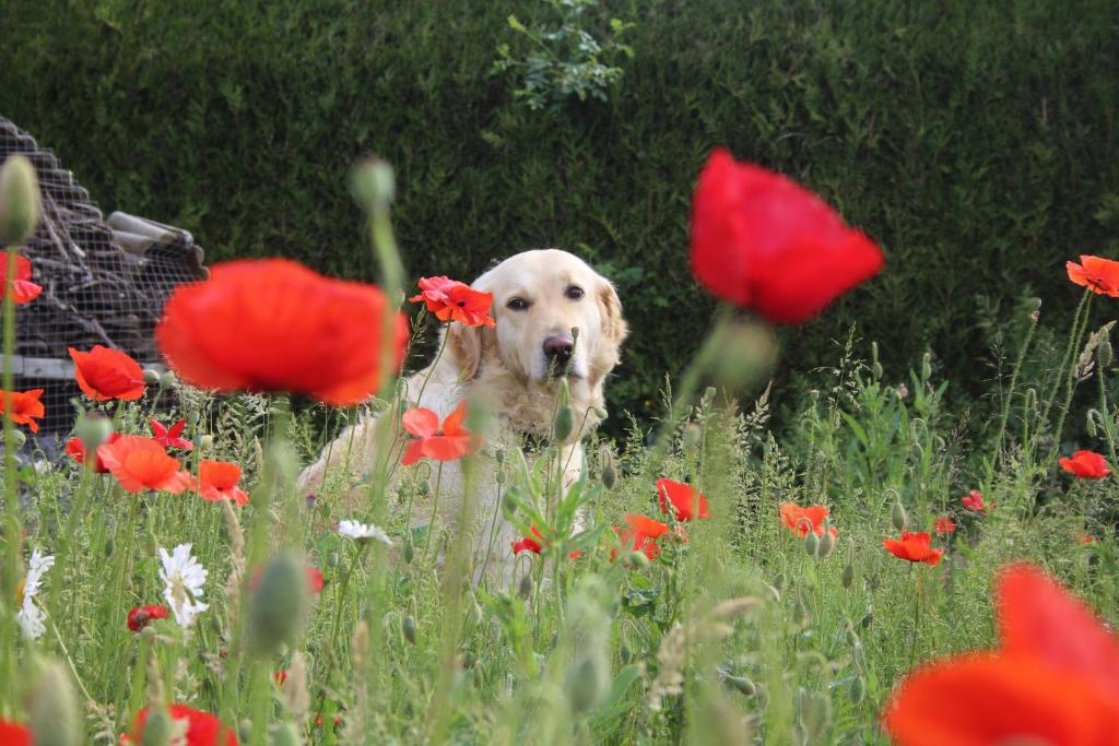 a dog standing in a field of red flowers at La Ferme du Pré Charmant in Grandhan