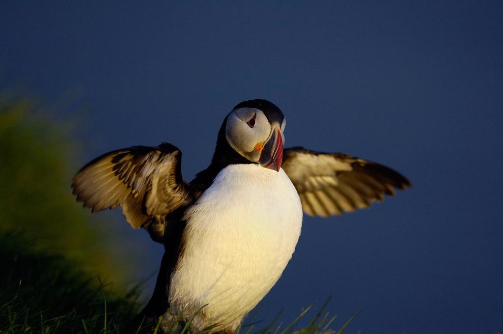 a bird with its wings out in the grass at Hótel Dyrhólaey in Vík