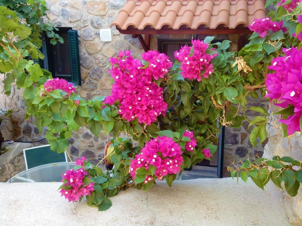 a bunch of pink flowers in front of a window at Agistri SOPHIA'S APARTMENT in Skala