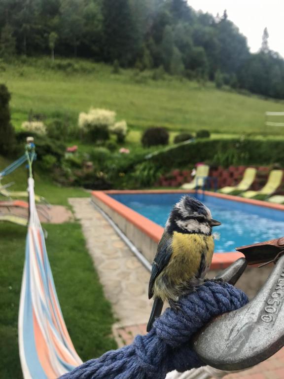 Bazén v ubytování Apartamenty Kadłubek nebo v jeho okolí
