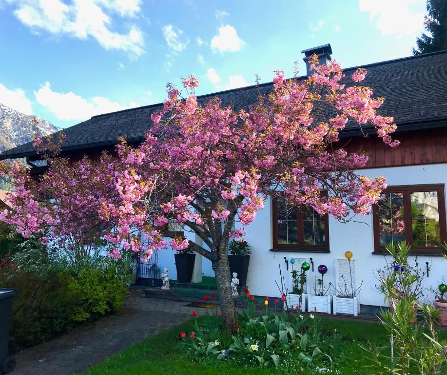 a tree with pink flowers in front of a house at Haus Belli in Bad Aussee
