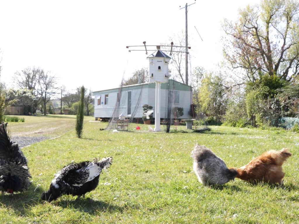 tres pollos y un gato en un campo con una casa en The Nest - Family friendly caravan nr Glastonbury & Street en Somerton