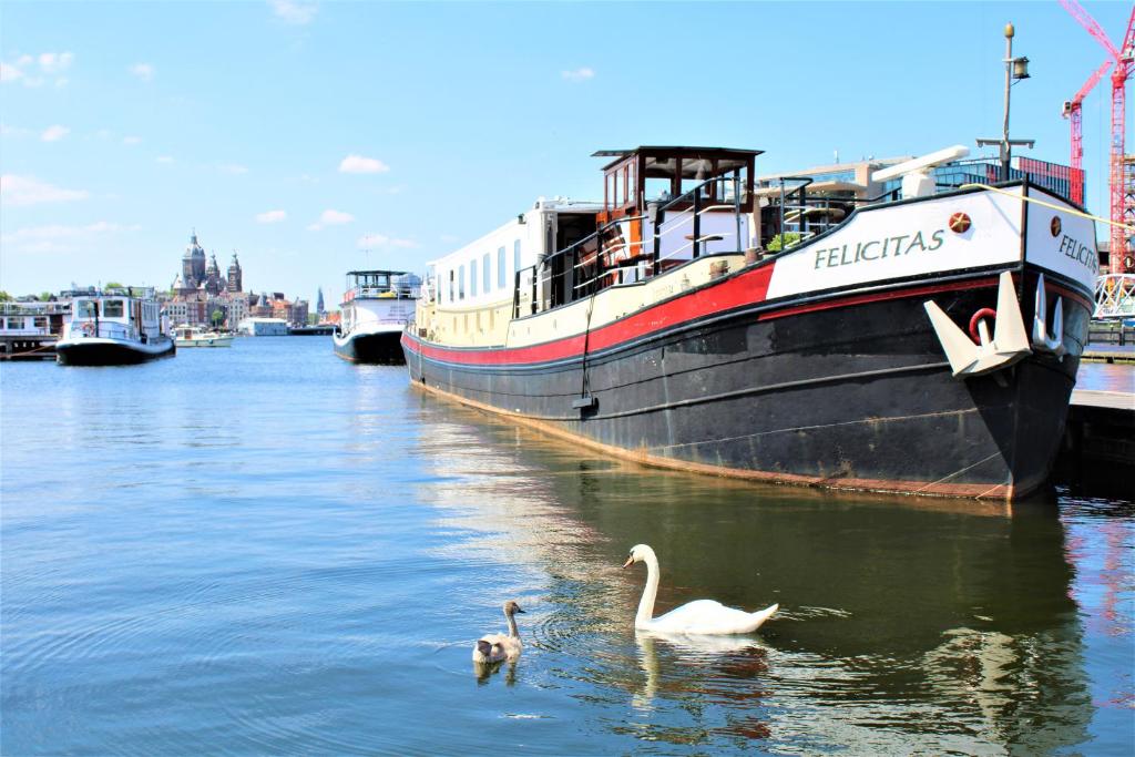 twee zwanen in het water naast een schip bij Felicitas in Amsterdam