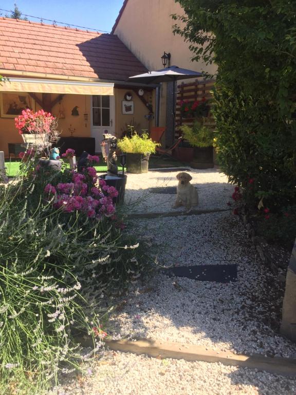 un perro sentado en la entrada de una casa en Le jardin de THELEME "Charme discret pour un nid douillet", en Mazille