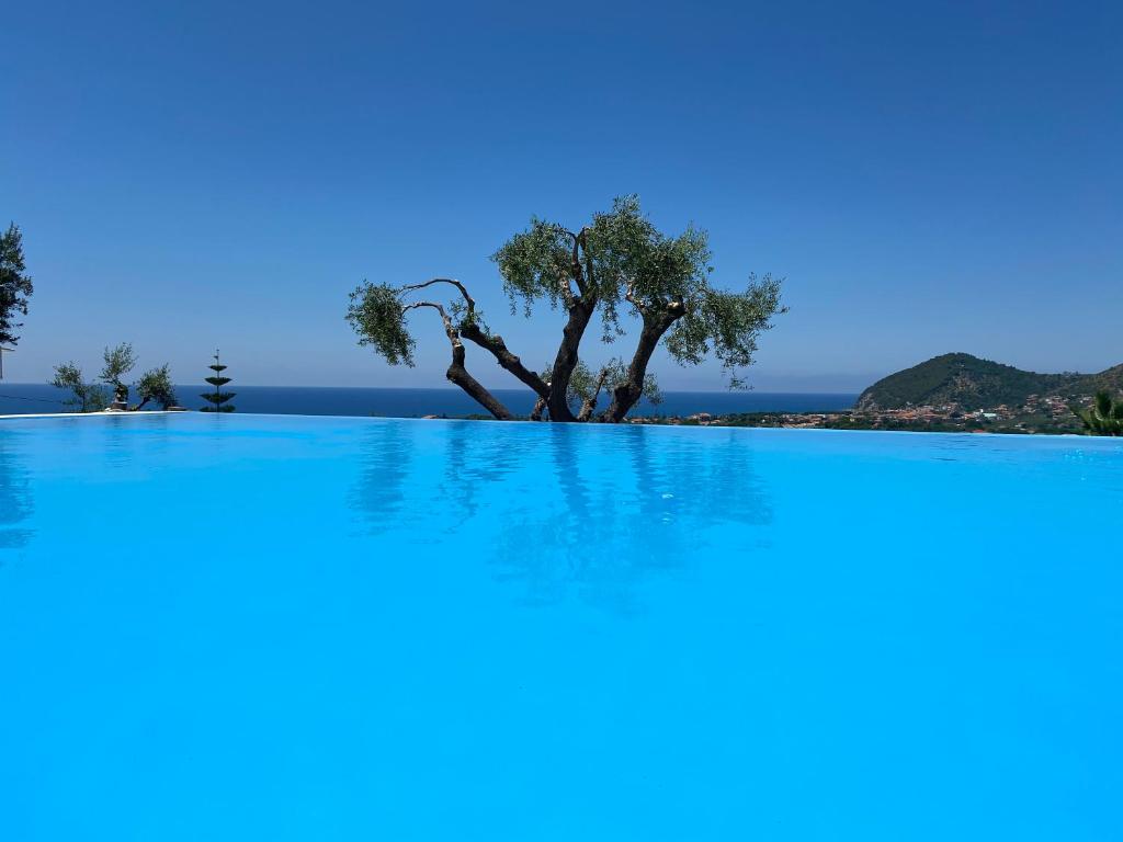 a swimming pool with a tree in the middle at Residence Serrone in Santa Maria di Castellabate