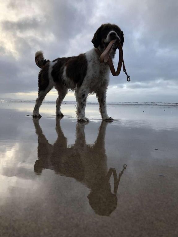 Gosti koji borave u objektu McMunns of Ballybunion