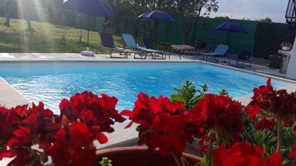 a swimming pool with red flowers and chairs and umbrellas at Holiday Home Dioniza in Vodnjan