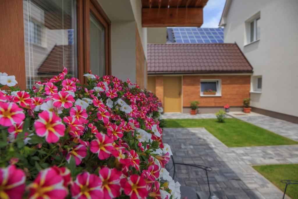 Zahrada ubytování Villa Alexandra