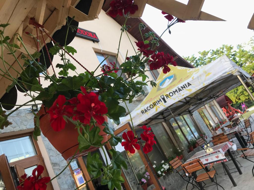 un restaurante con flores rojas colgando de un edificio en Pensiunea Minodora, en Polovragi