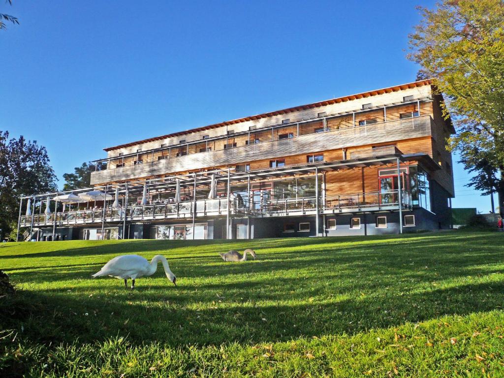 dwa ptaki stojące w trawie przed budynkiem w obiekcie Naturfreundehaus Bodensee w mieście Radolfzell am Bodensee