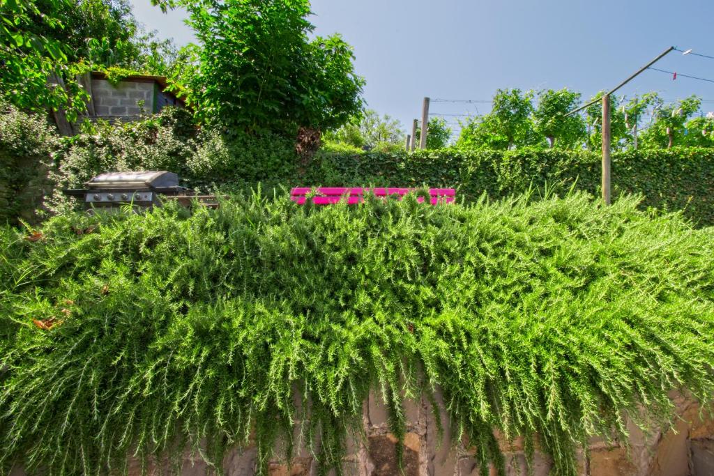 Zahrada ubytování Sea View Guesthouse Opara