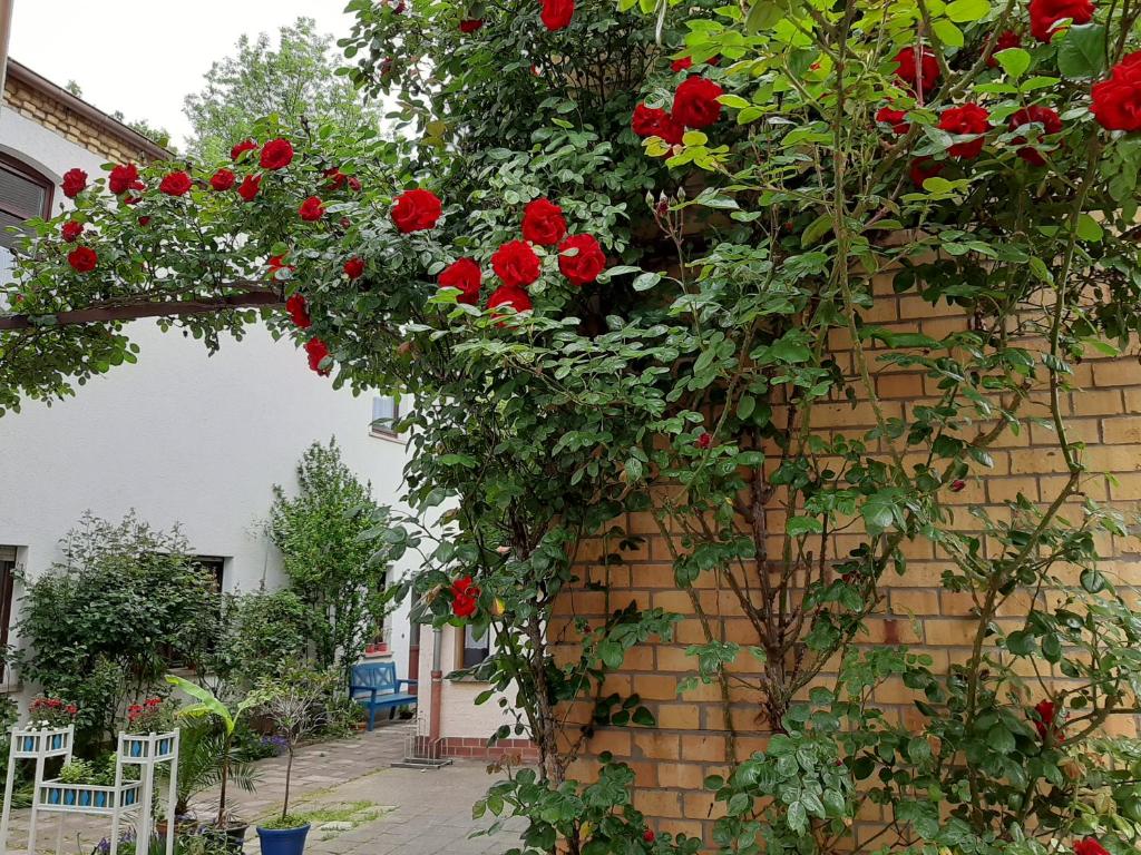 Ein Haufen roter Rosen wächst an einer Ziegelmauer in der Unterkunft Fewo Rosenblüte am Stadtpark in Lutherstadt Wittenberg
