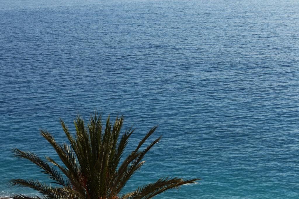 a palm tree in front of a body of water at Westminster Hotel & Spa Nice in Nice