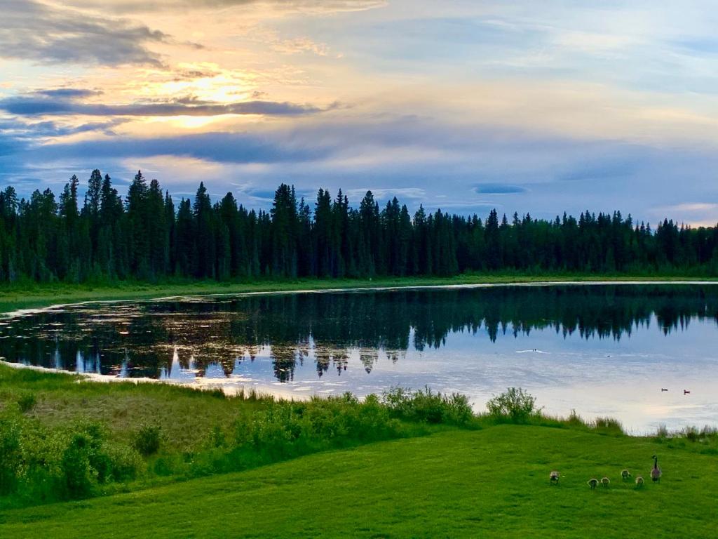 a lake with a group of animals standing in the grass at Schott's Lake Conference & Resort in Sundre