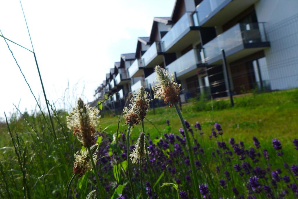 een bloemenveld voor een gebouw bij Pod Trzynastką in Gdańsk