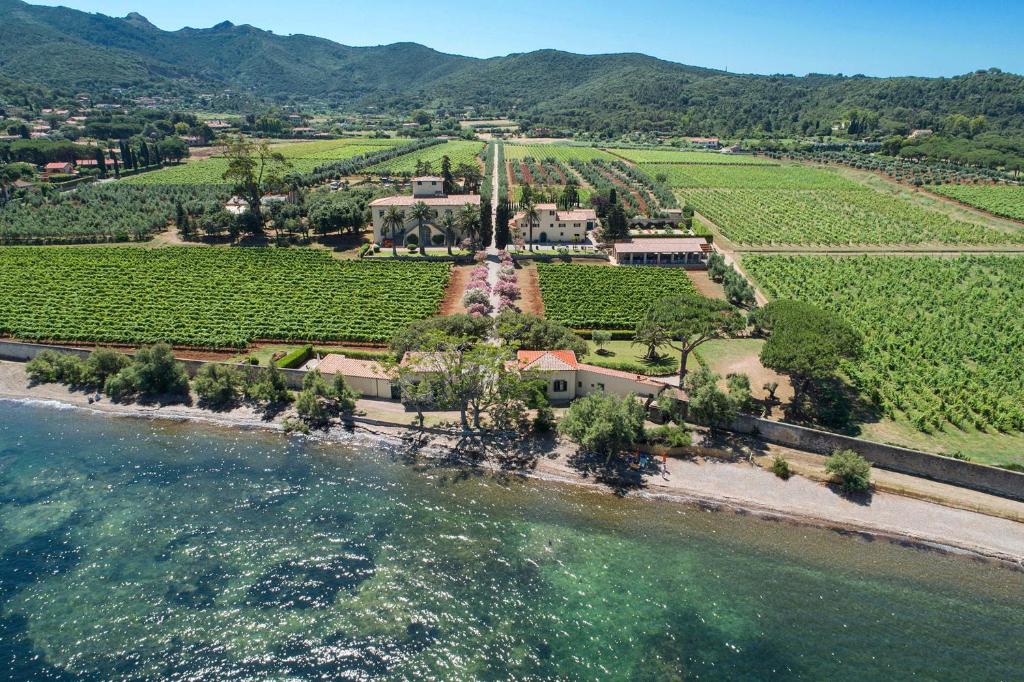 an aerial view of a vineyard next to the water at Tenuta La Chiusa in Portoferraio