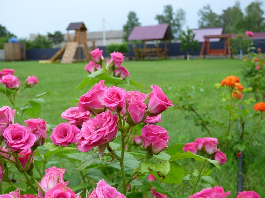 un montón de rosas rosas en un jardín en Приватна Садиба "У Оксани" en Pulʼmo