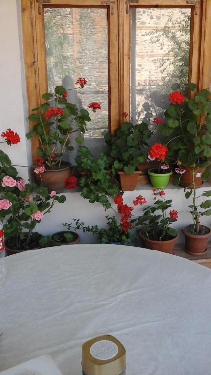 Zahrada ubytování Guesthouse Raisa