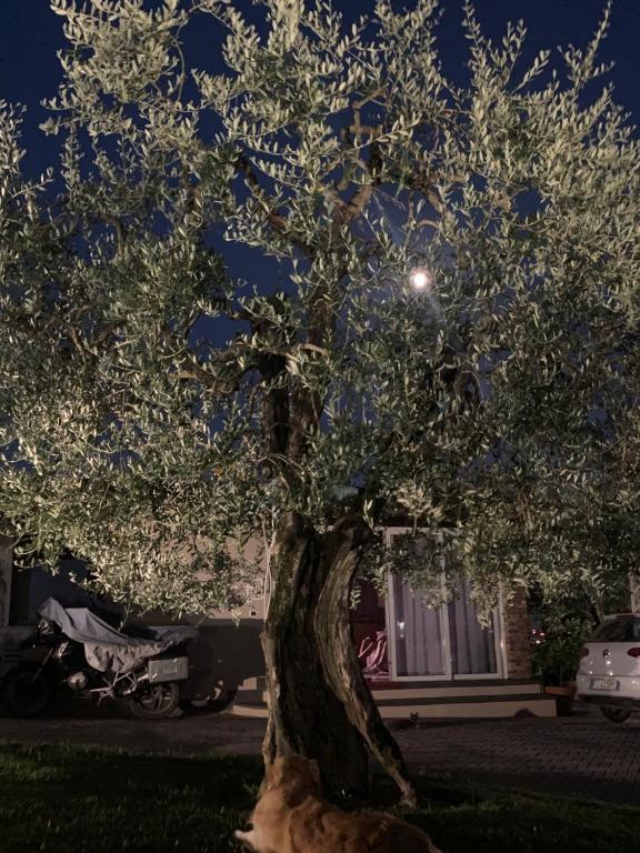 Vonkajšia záhrada v ubytovaní Locazione turistica Casa olivo