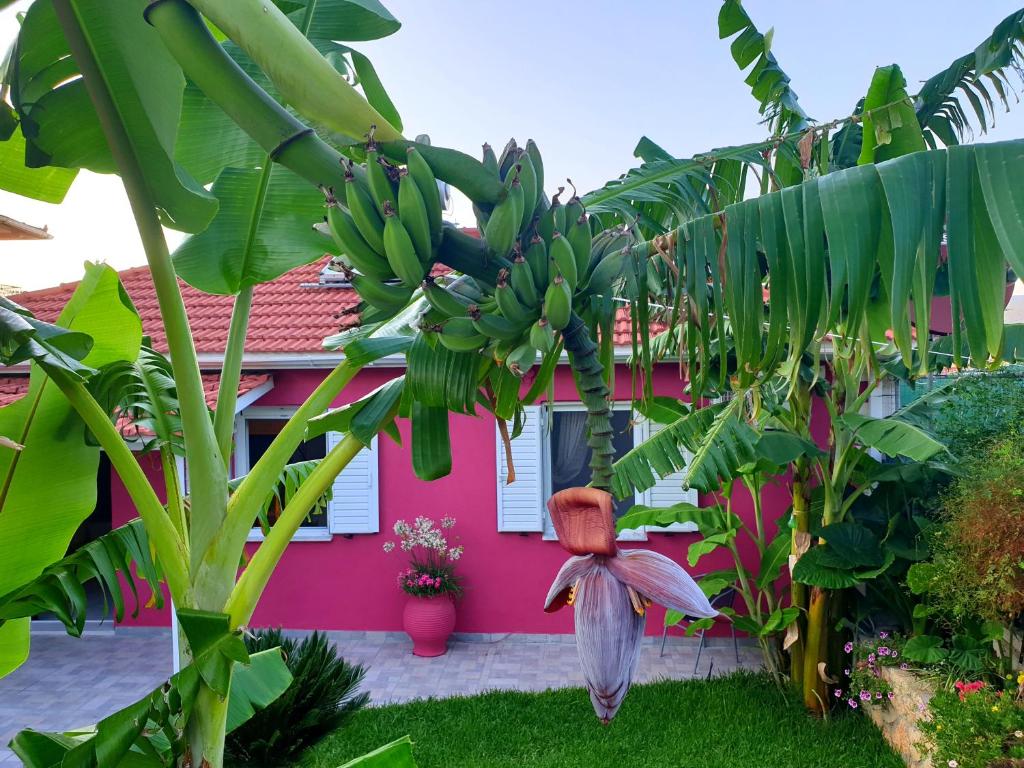 Zahrada ubytování Aloe house Lakithra