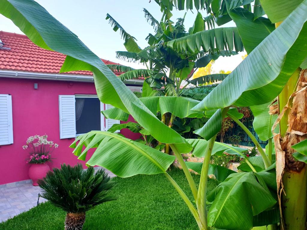Zahrada ubytování Aloe house Lakithra