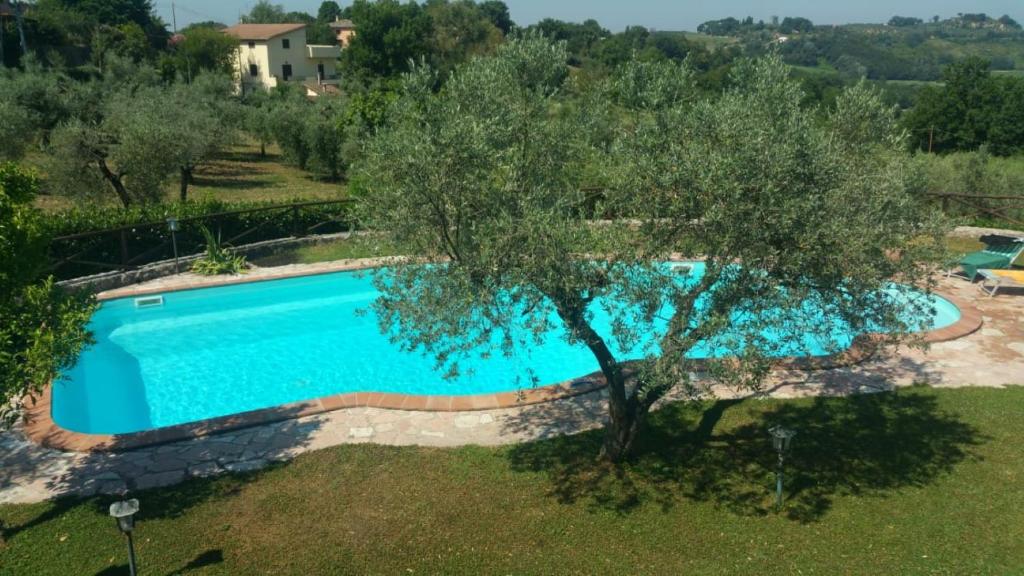 un'immagine di una piscina con un ulivo di Casetta Girasole a Casperia