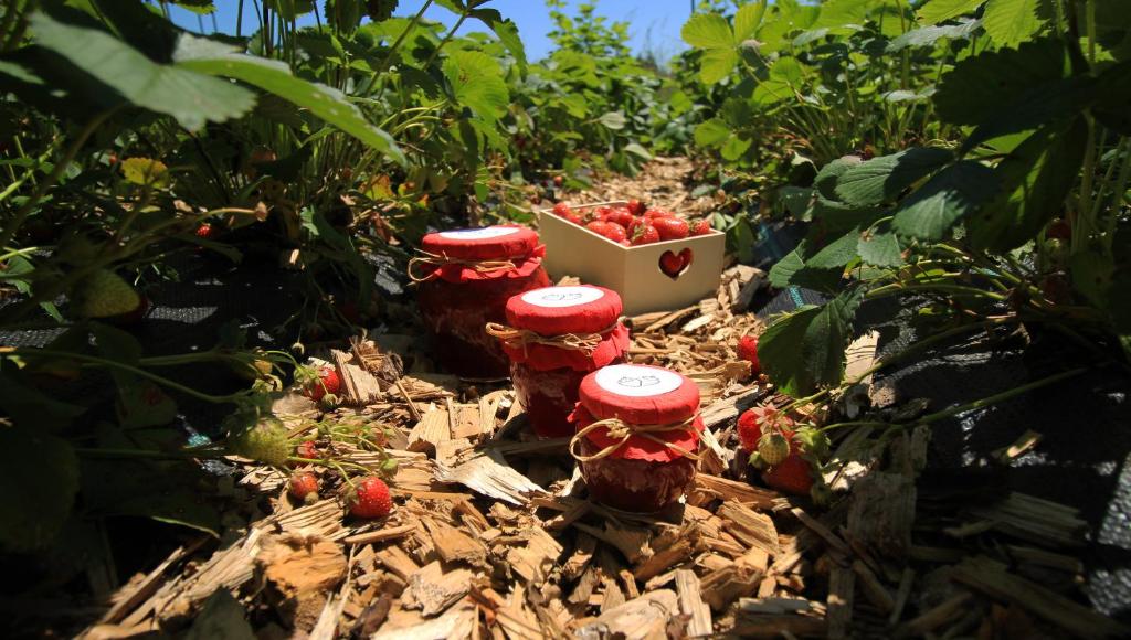 two red fire hydrants in a garden with strawberries at Garden Apartments Janša in Radovljica