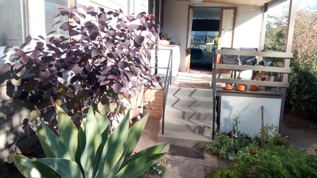 uma planta num jardim ao lado de uma porta em Corner Cottage Rear Studio - Geneva in Kyogle em Kyogle