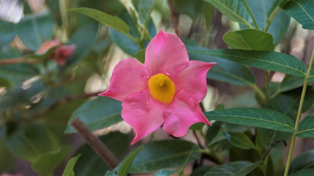 a pink flower with a yellow center on a plant at Casa Cueva “La Estrella” in Granada