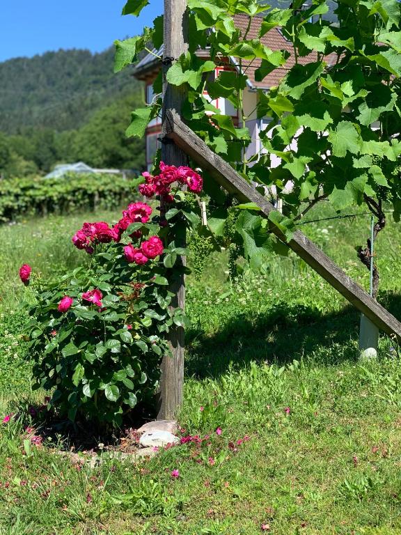 Zahrada ubytování Ferienhaus Feil