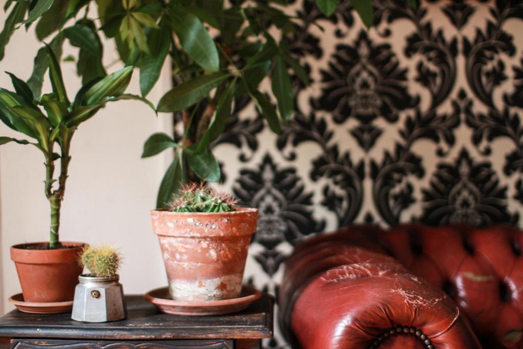 two potted plants on a table next to a couch at Coliving Trastevere in Rome