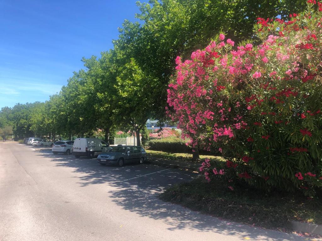 a row of trees with pink flowers on the side of a road at Tahoe in La Grande Motte