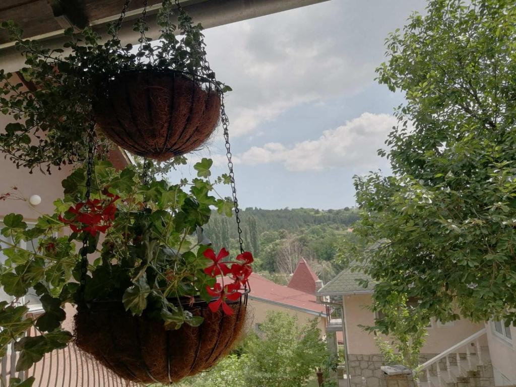 a group of potted plants hanging from a building at Apartmani Popovic in Vrdnik