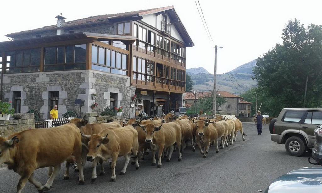 una manada de vacas caminando por una calle en Posada El Mirador, en Lavín