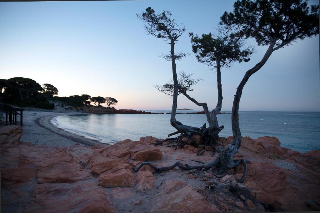 dwa drzewa na kamienistej plaży w pobliżu wody w obiekcie Résidence U LATONU - Palombaggia w mieście Porto-Vecchio