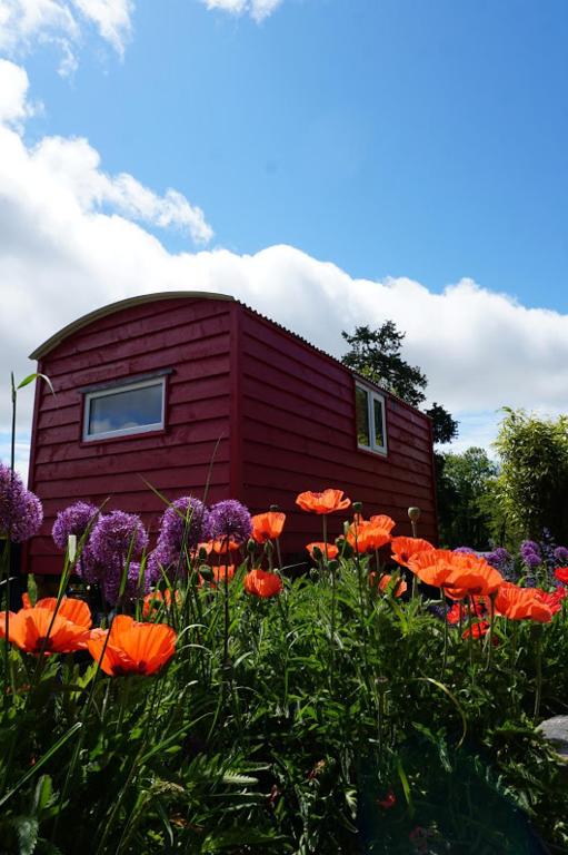 Zahrada ubytování Ballyroe Accommodation