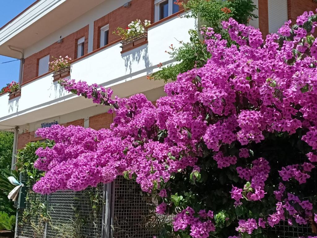 Ein paar lila Blumen vor einem Gebäude in der Unterkunft Big Sabaudia in Sabaudia