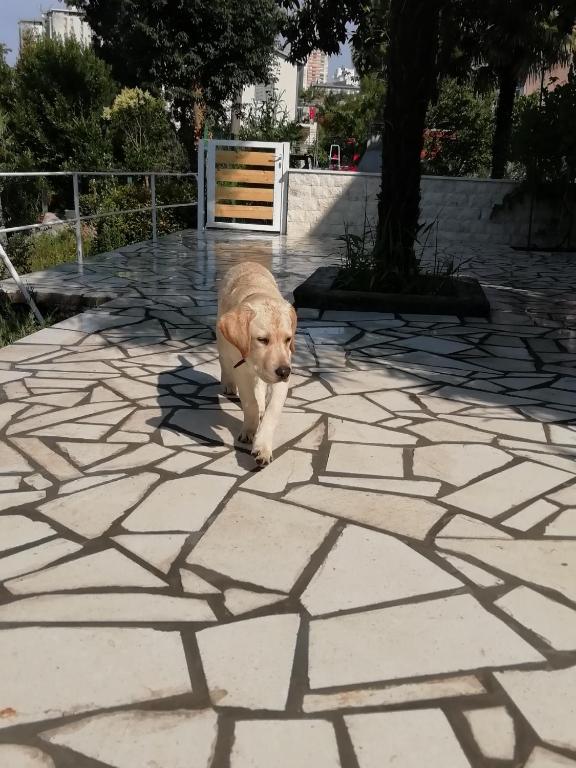 Apartmani Palmas Rijeka - 2