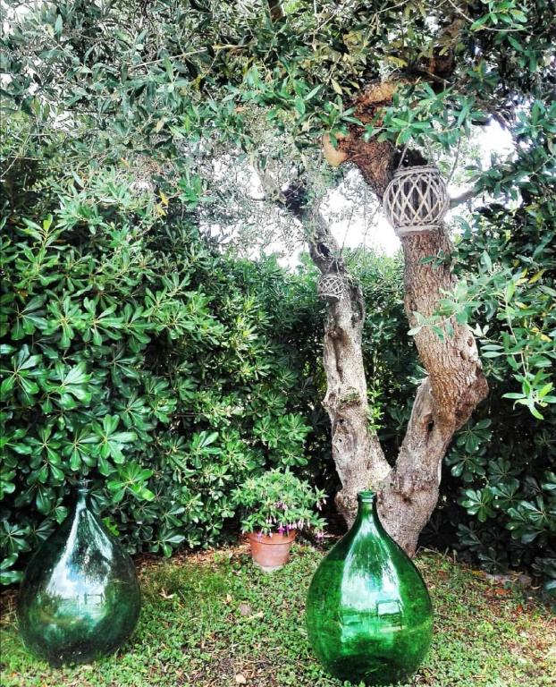 A garden outside Trulli Francesca Ciclovia
