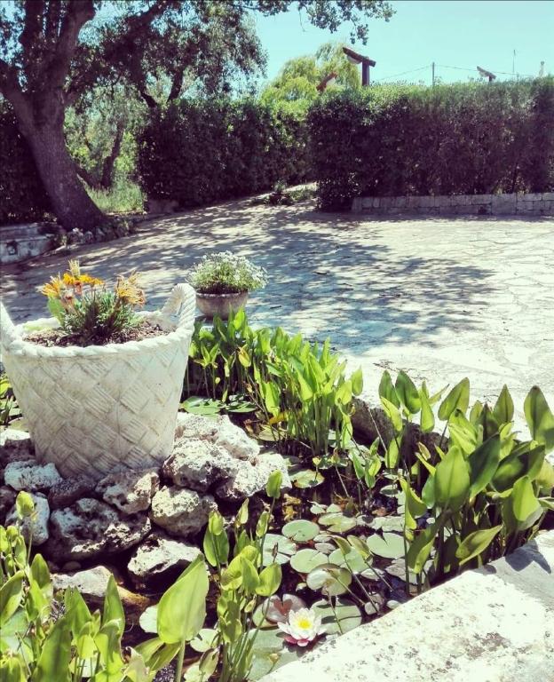 A garden outside Trulli Francesca Ciclovia